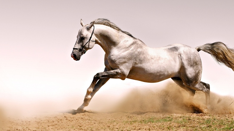 Horse dust grass jump-Grassland animal HD Wallpaper Wallpaper 1920x1200[10wallpaper.com]